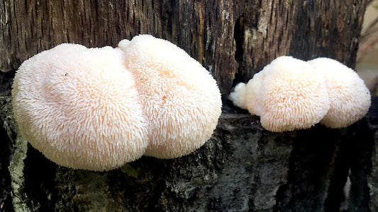 The Story of the Lions Mane Mushroom